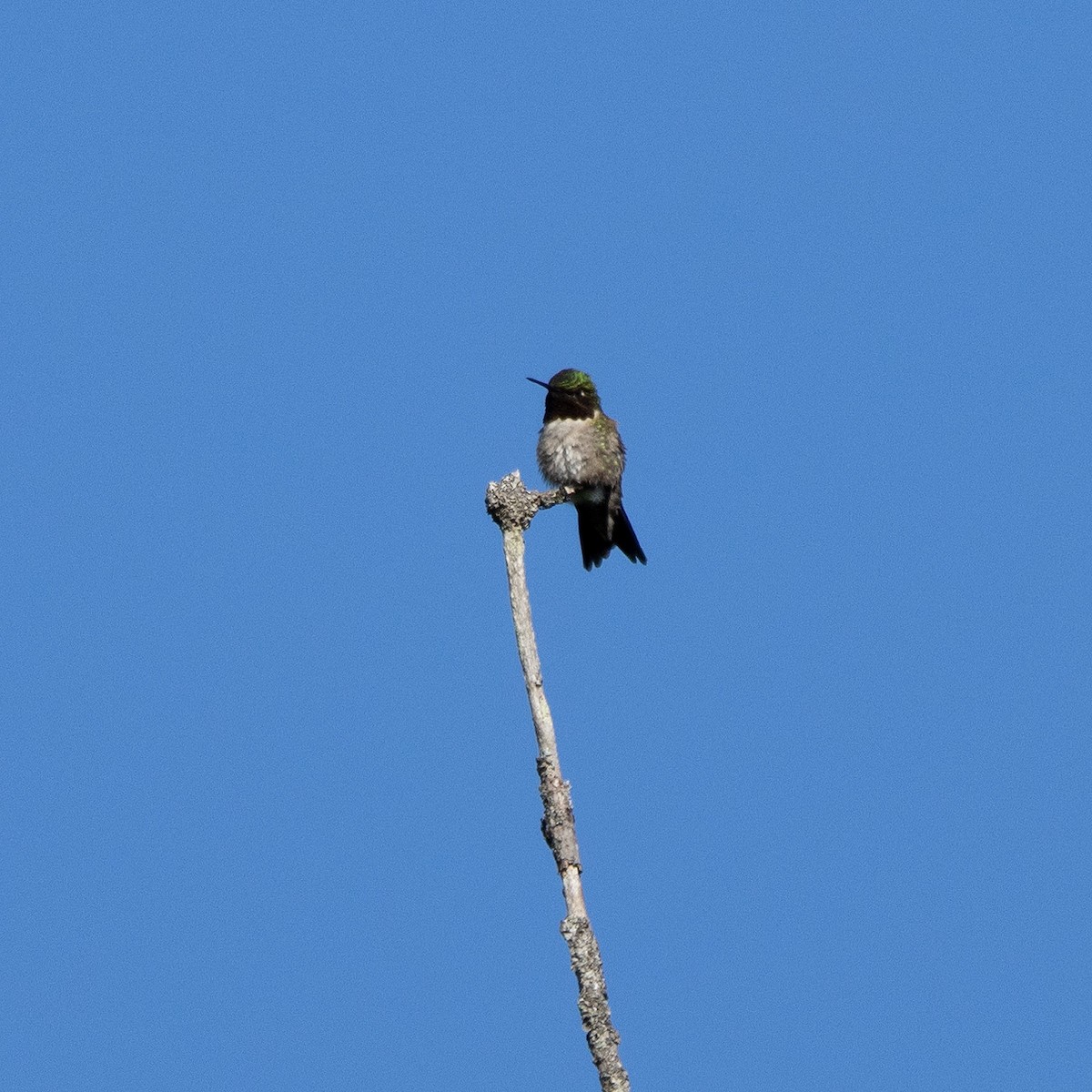 Ruby-throated Hummingbird - ML619856398