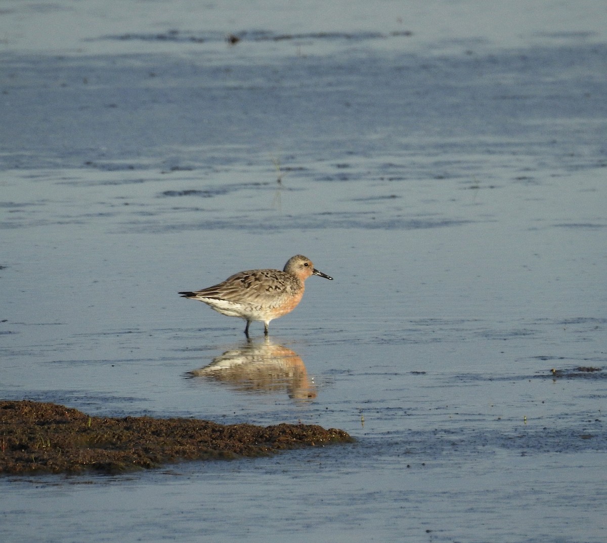 Red Knot - ML619856399