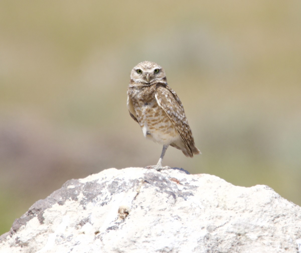 Burrowing Owl - ML619856404