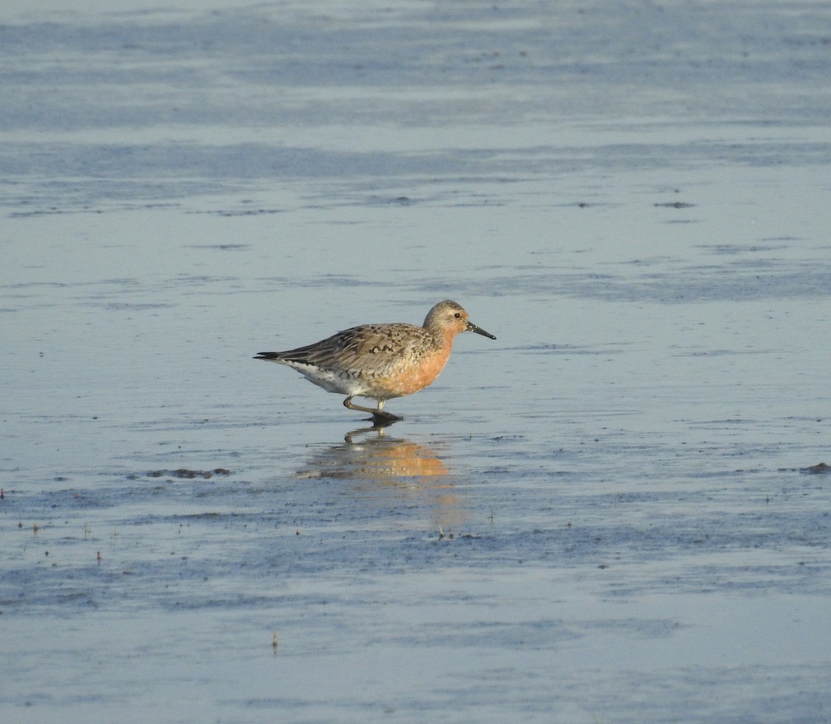 Red Knot - ML619856406