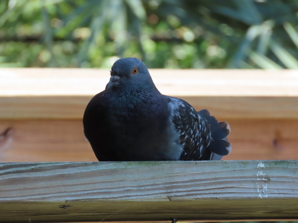 Rock Pigeon (Feral Pigeon) - ML619856421