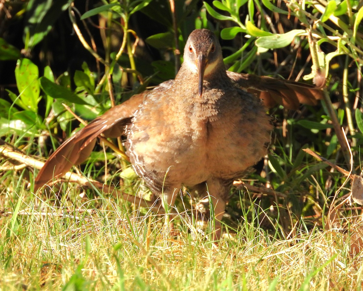 Clapper Rail - ML619856422