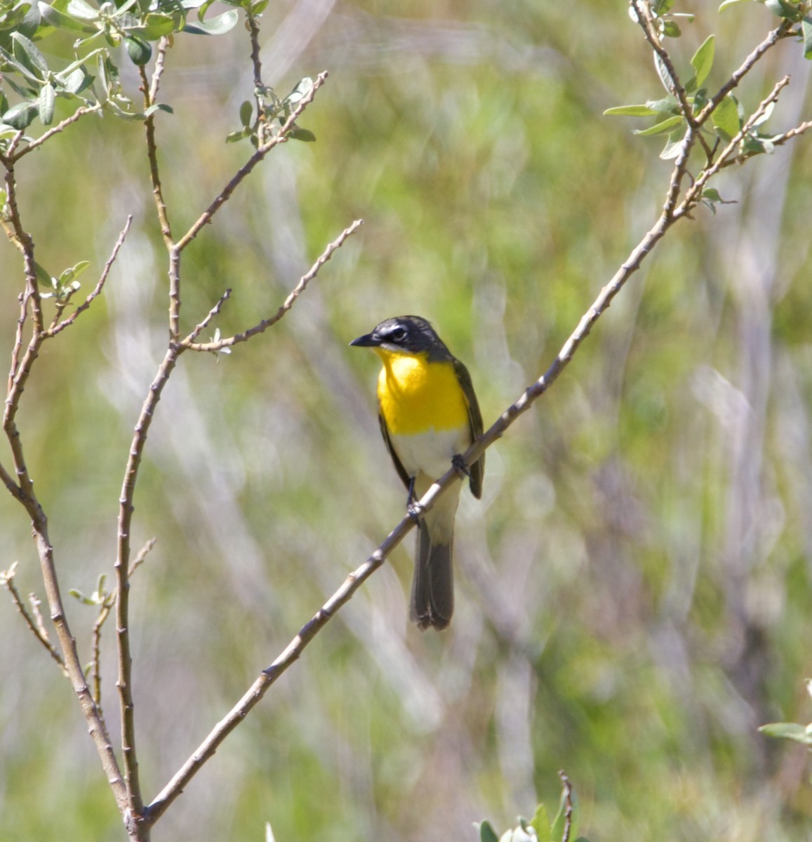 Yellow-breasted Chat - ML619856429