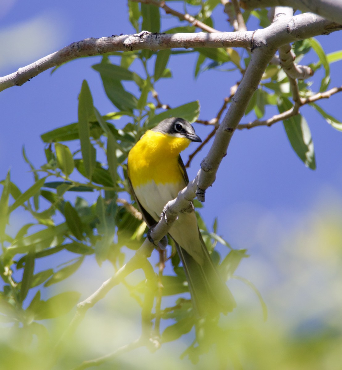 Yellow-breasted Chat - ML619856430