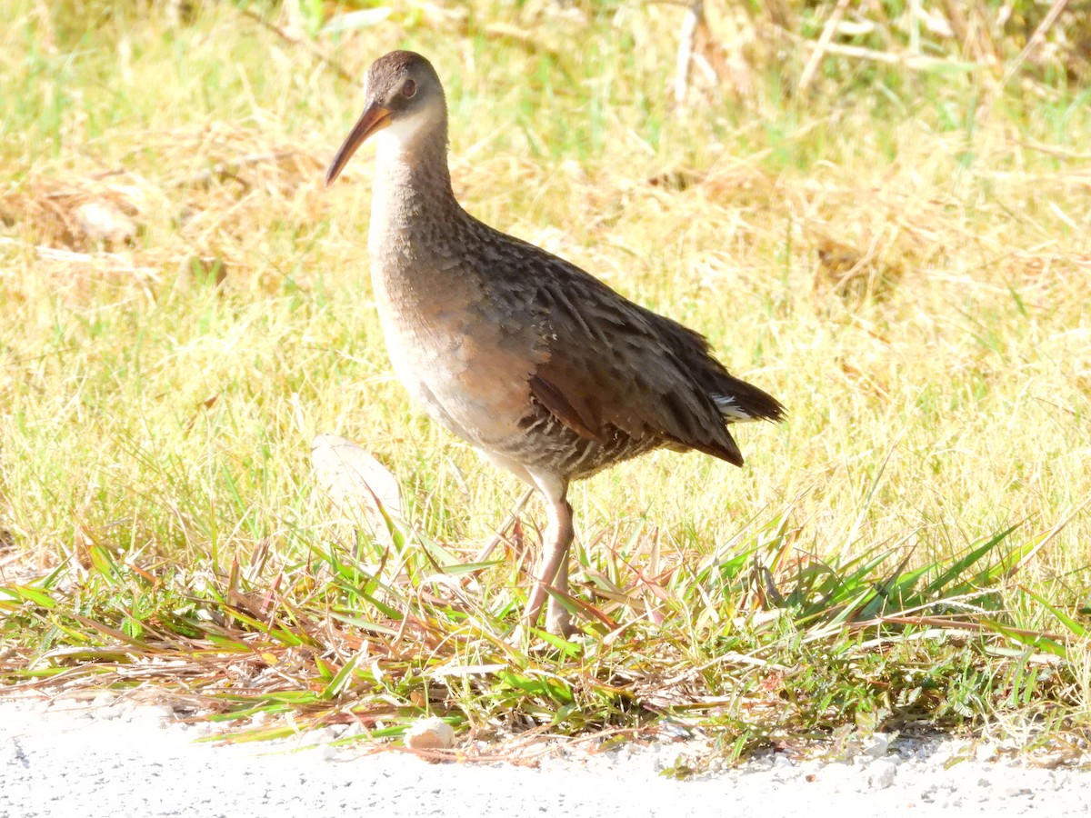 Clapper Rail - ML619856431