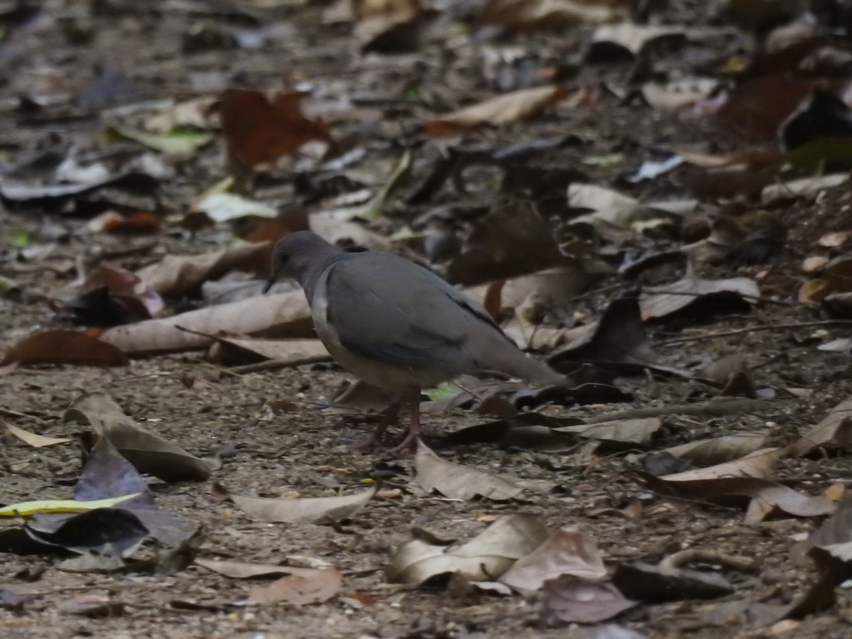 holub šedohlavý - ML619856459