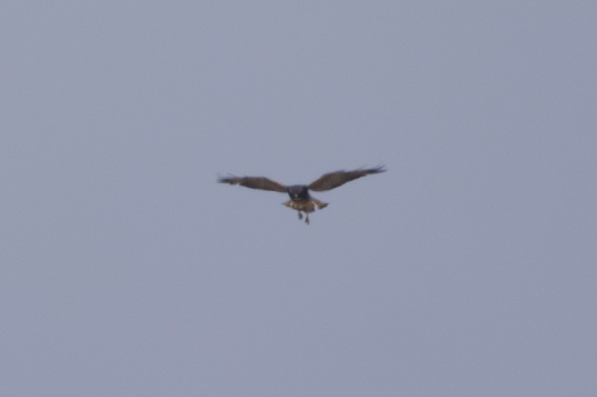 White-tailed Hawk - ML619856466