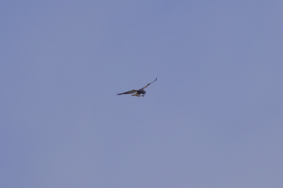 White-tailed Hawk - ML619856490