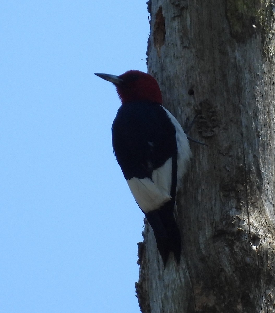 Red-headed Woodpecker - ML619856517