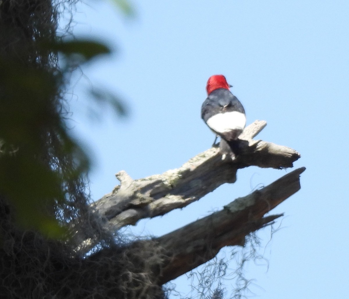 Red-headed Woodpecker - ML619856520