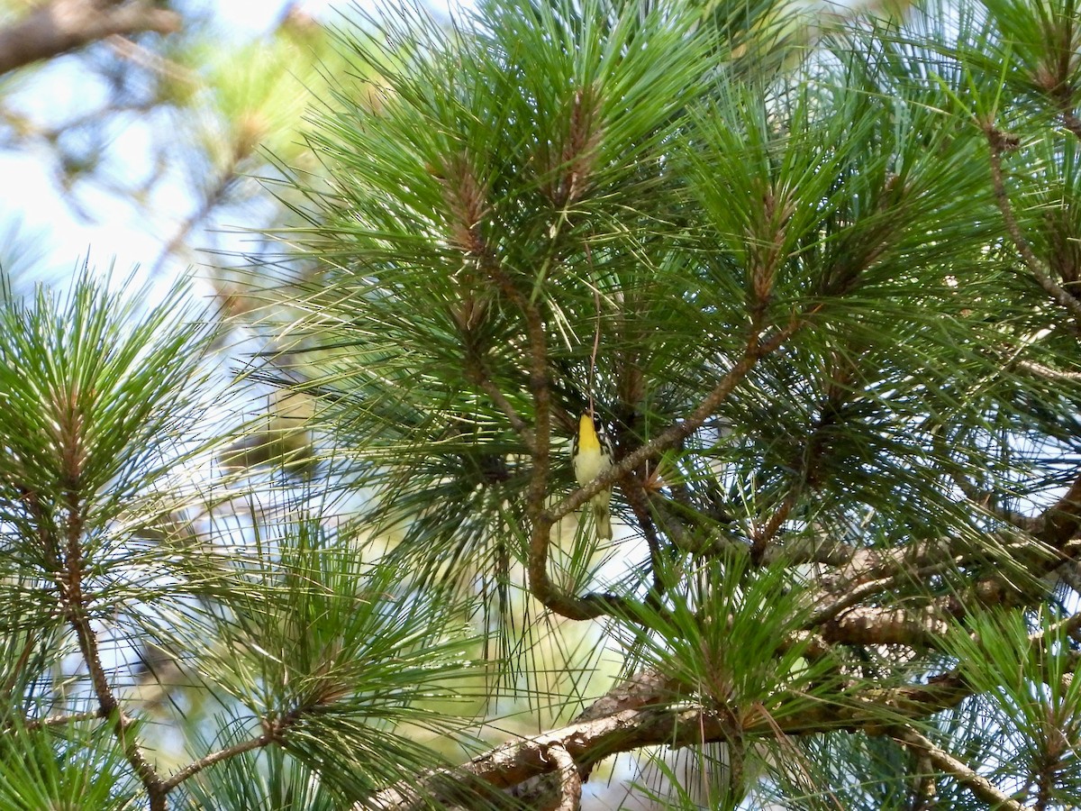Yellow-throated Warbler - ML619856530
