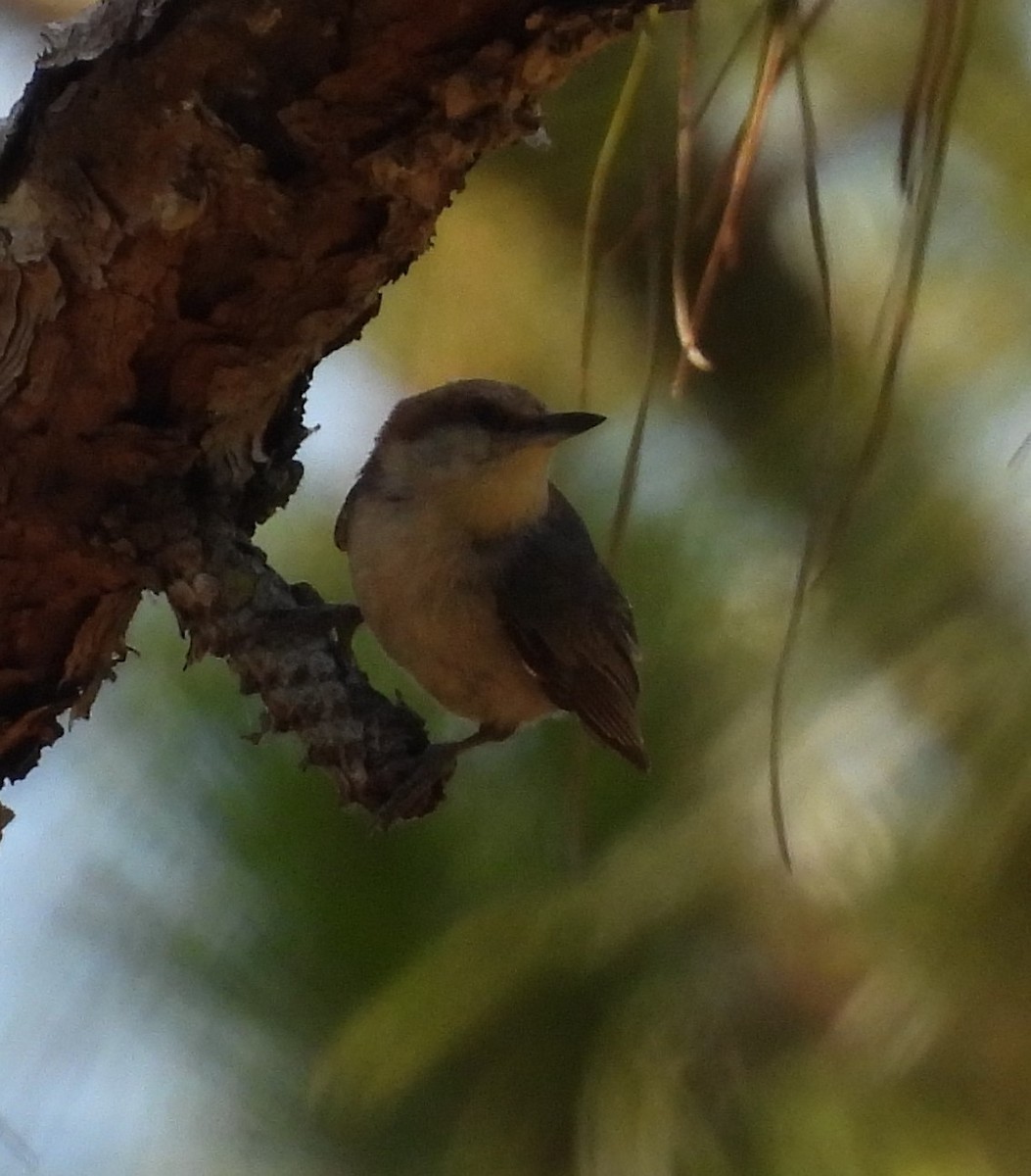 Brown-headed Nuthatch - ML619856535