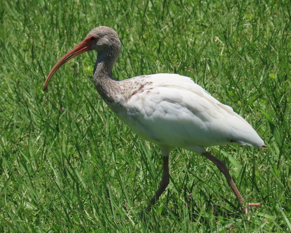 ibis bílý - ML619856541