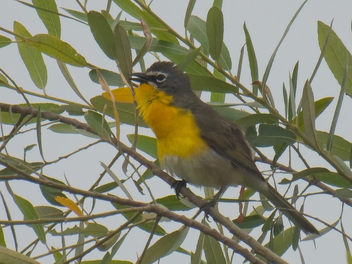 Yellow-breasted Chat - ML619856547