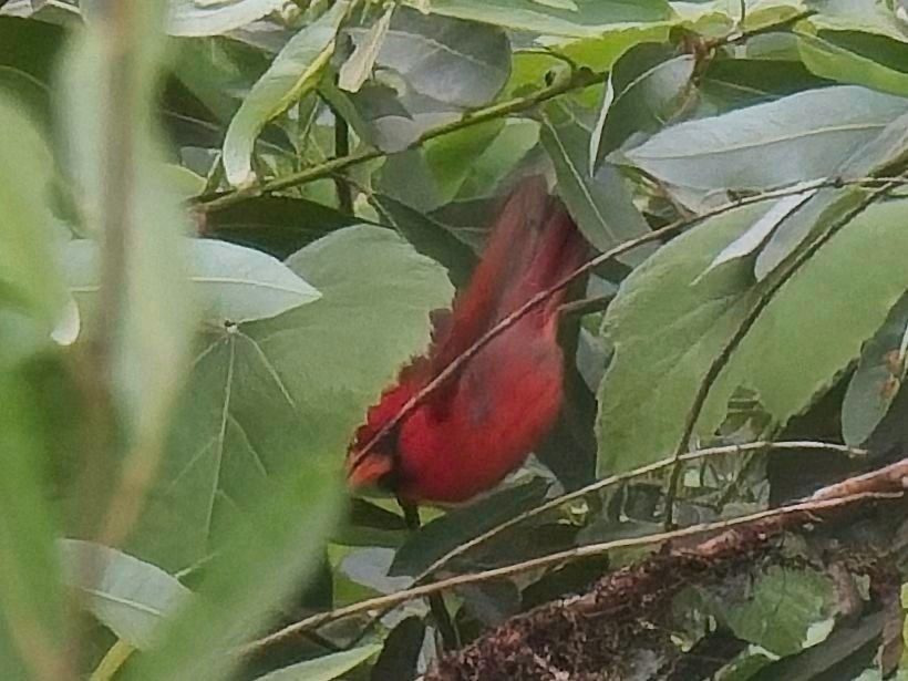 Cardinal rouge - ML619856554