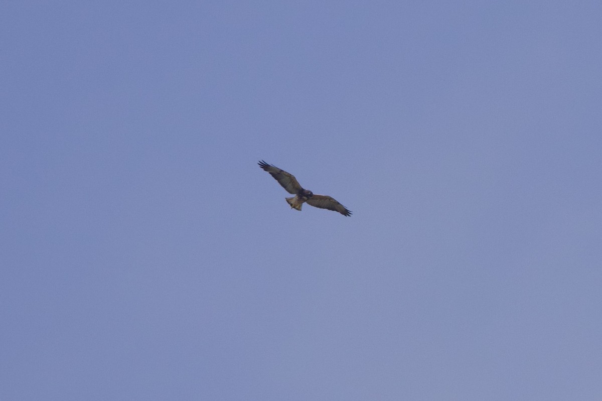 White-tailed Hawk - ML619856561