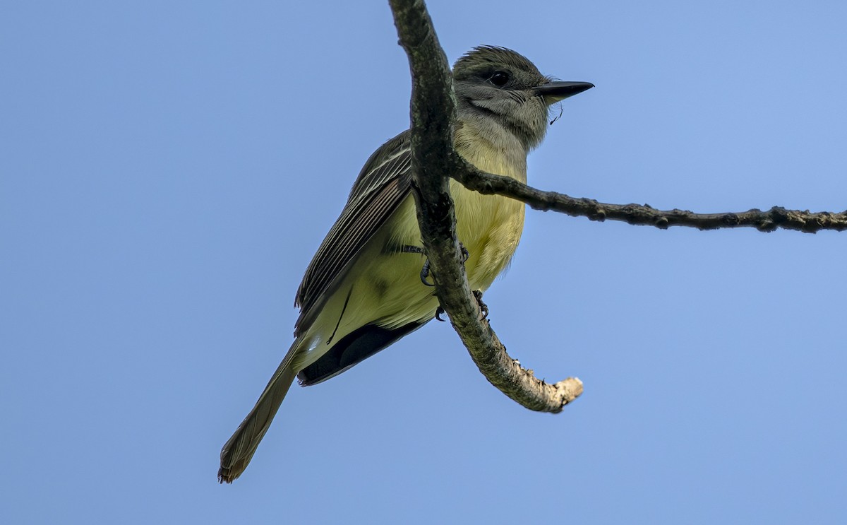 Great Crested Flycatcher - ML619856564