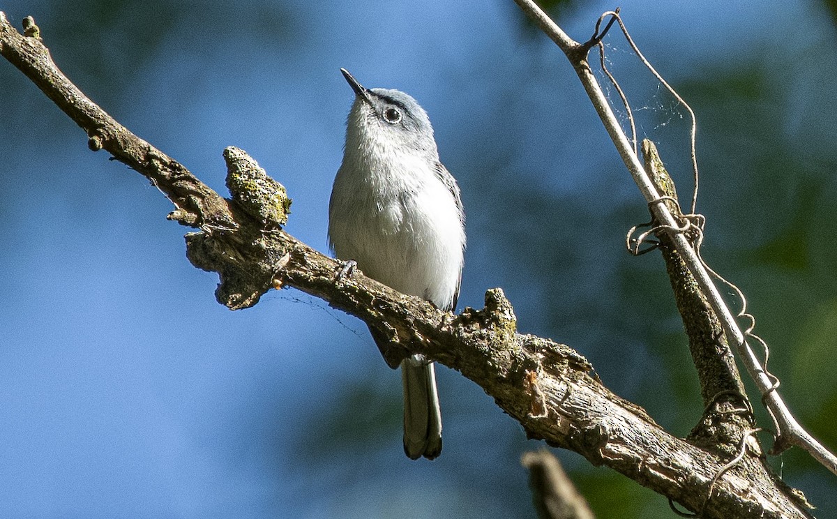 Blue-gray Gnatcatcher - ML619856570