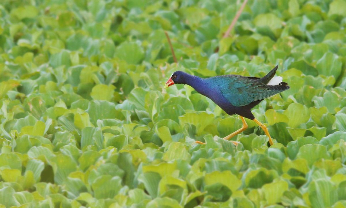 Purple Gallinule - ML619856573