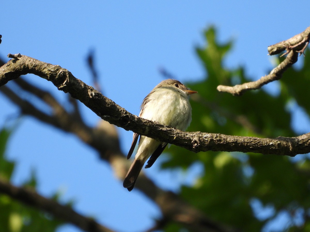 Eastern Wood-Pewee - ML619856583