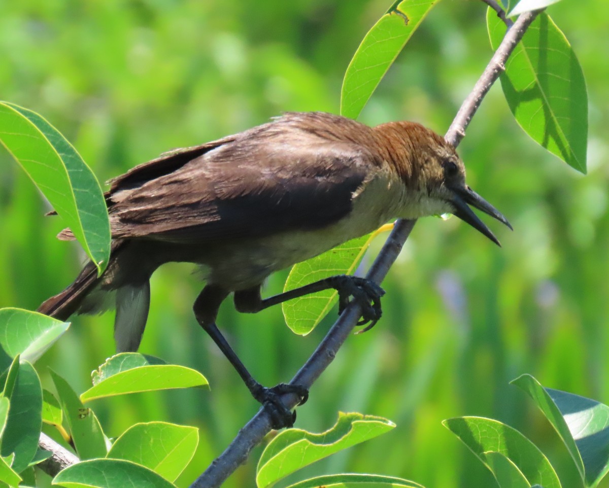 Boat-tailed Grackle - ML619856594