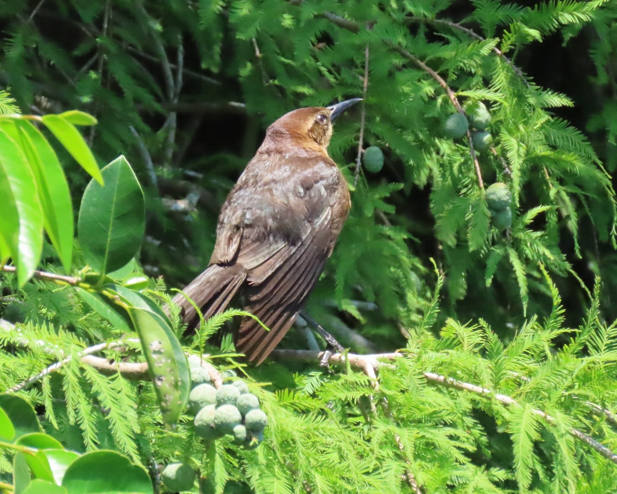 Boat-tailed Grackle - ML619856595