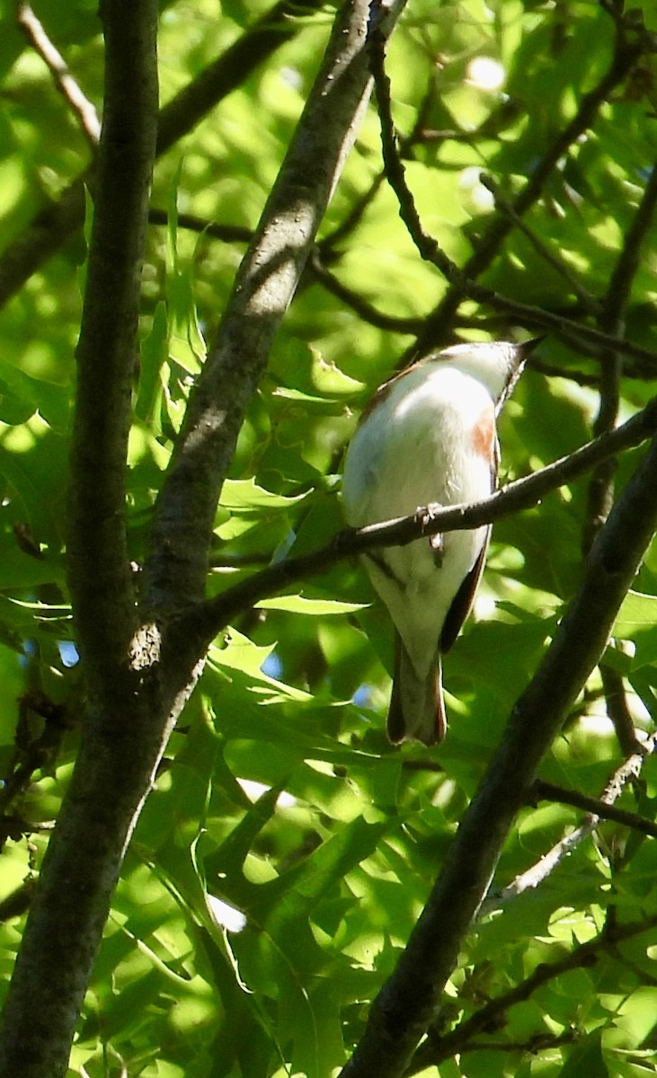 Chestnut-sided Warbler - Robin M