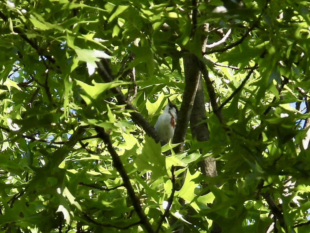 Chestnut-sided Warbler - ML619856604