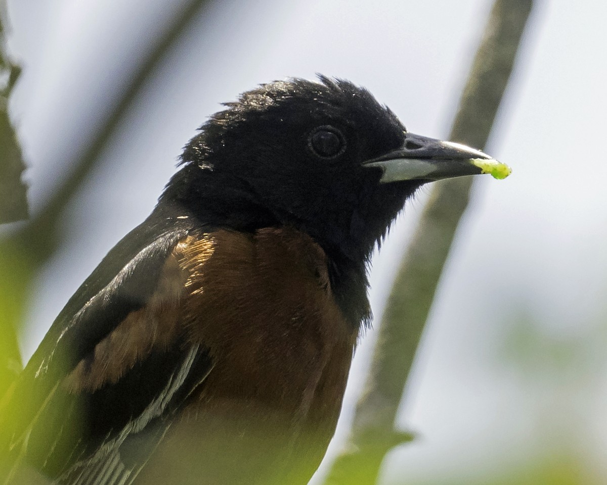 Orchard Oriole - ML619856608