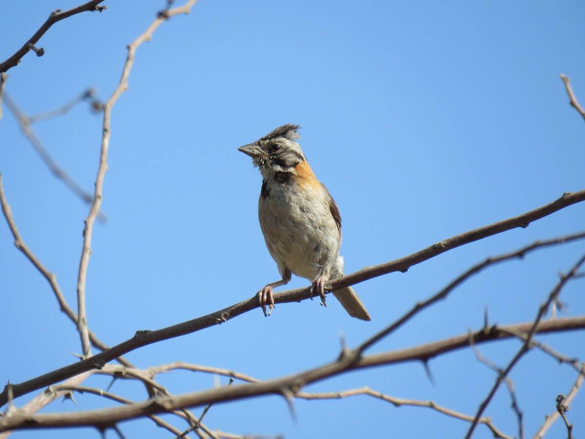 Rufous-collared Sparrow - ML619856614