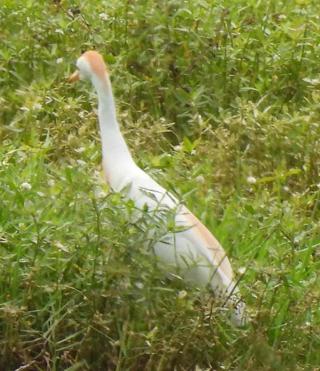 Чапля єгипетська (підвид ibis) - ML619856625