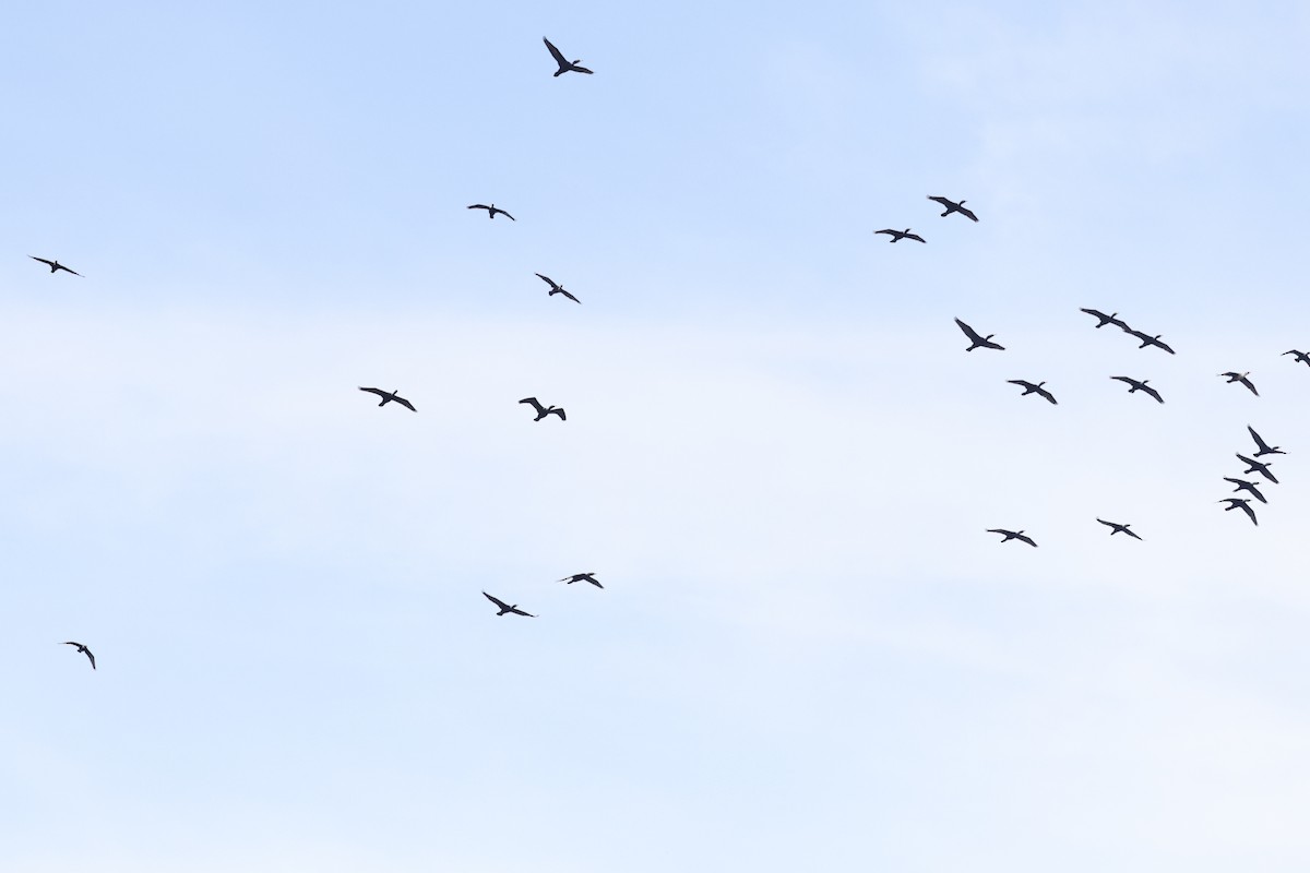 Double-crested Cormorant - ML619856629