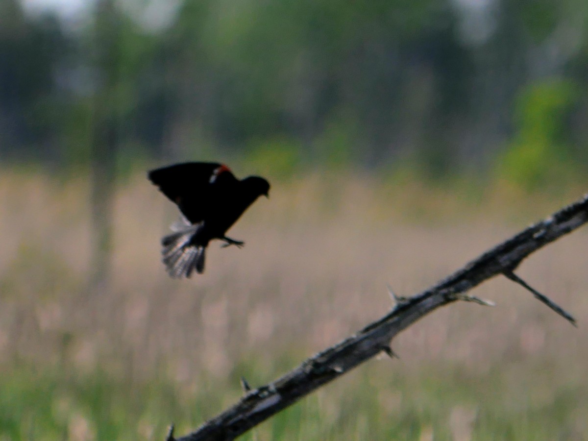 Red-winged Blackbird - ML619856649