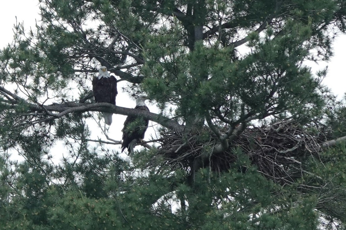 Weißkopf-Seeadler - ML619856654