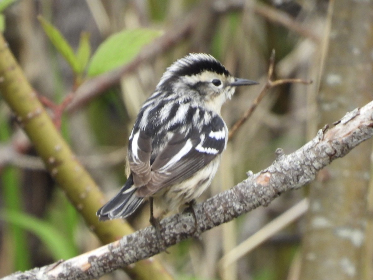 Black-and-white Warbler - ML619856662