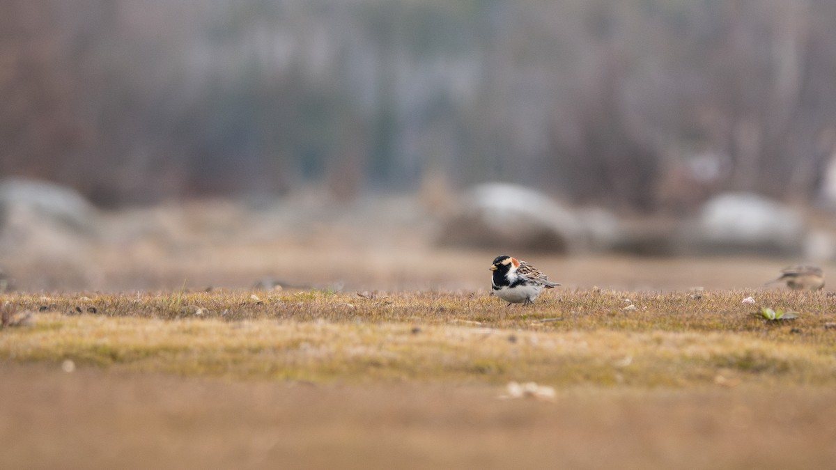 Lapland Longspur - ML619856682