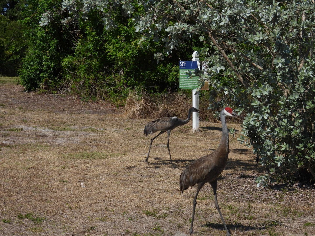 Sandhill Crane - ML619856687