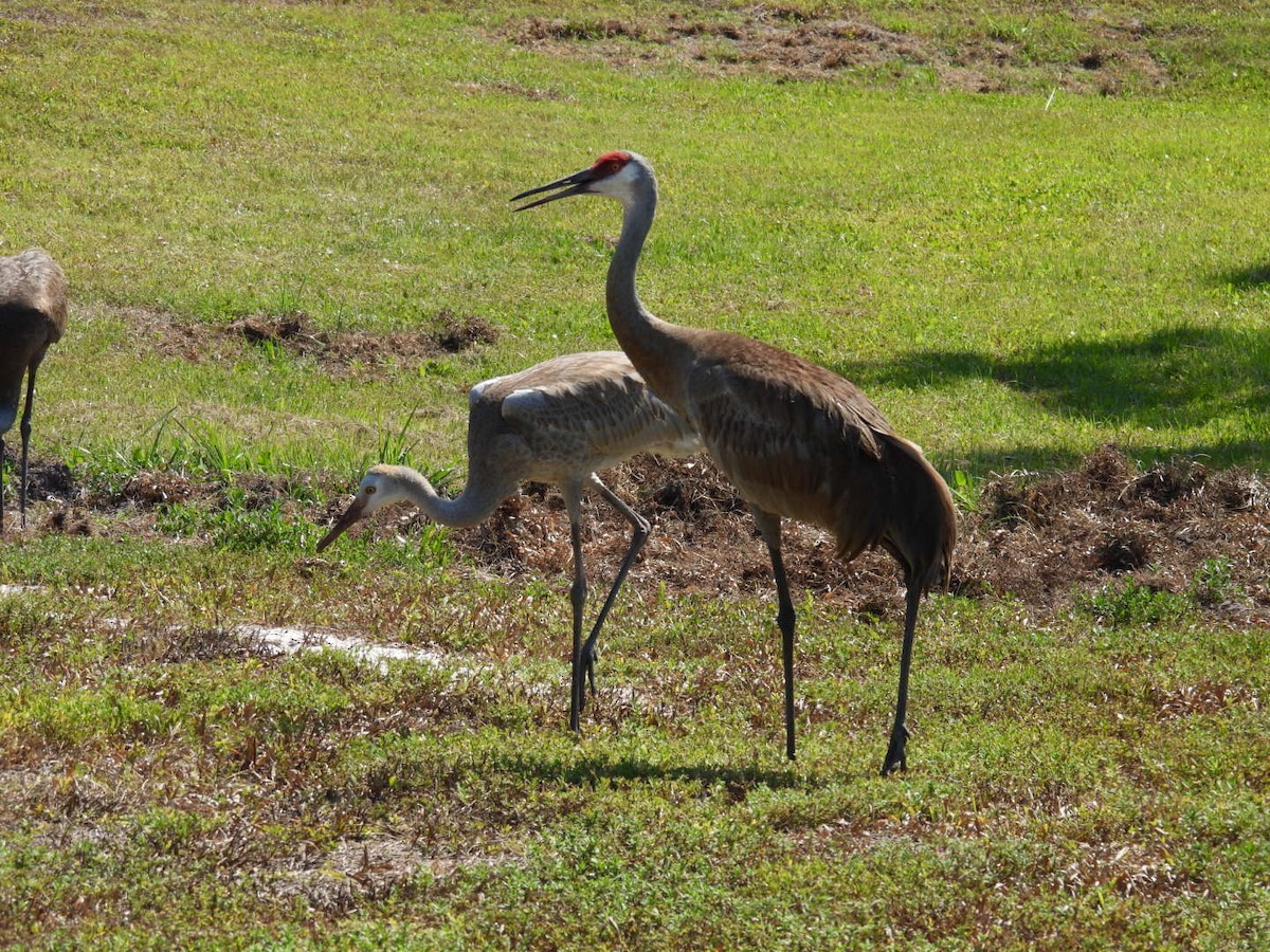 Grulla Canadiense - ML619856689