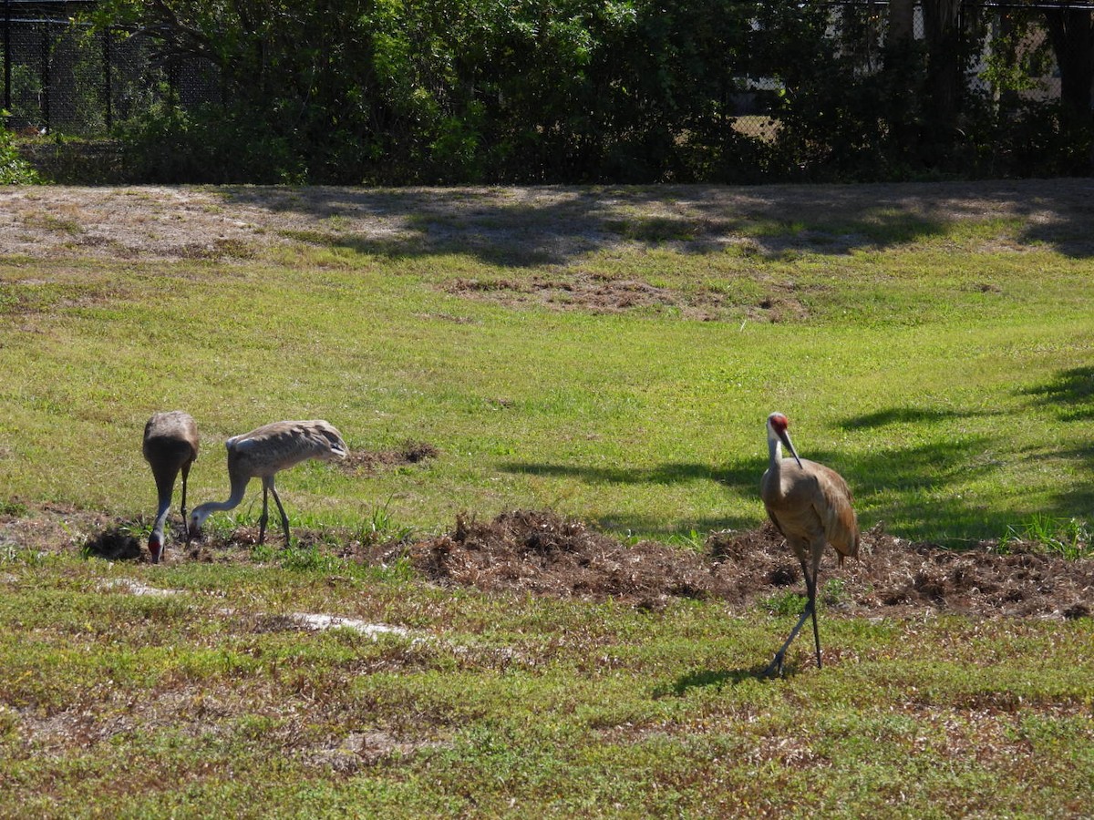 Sandhill Crane - ML619856690