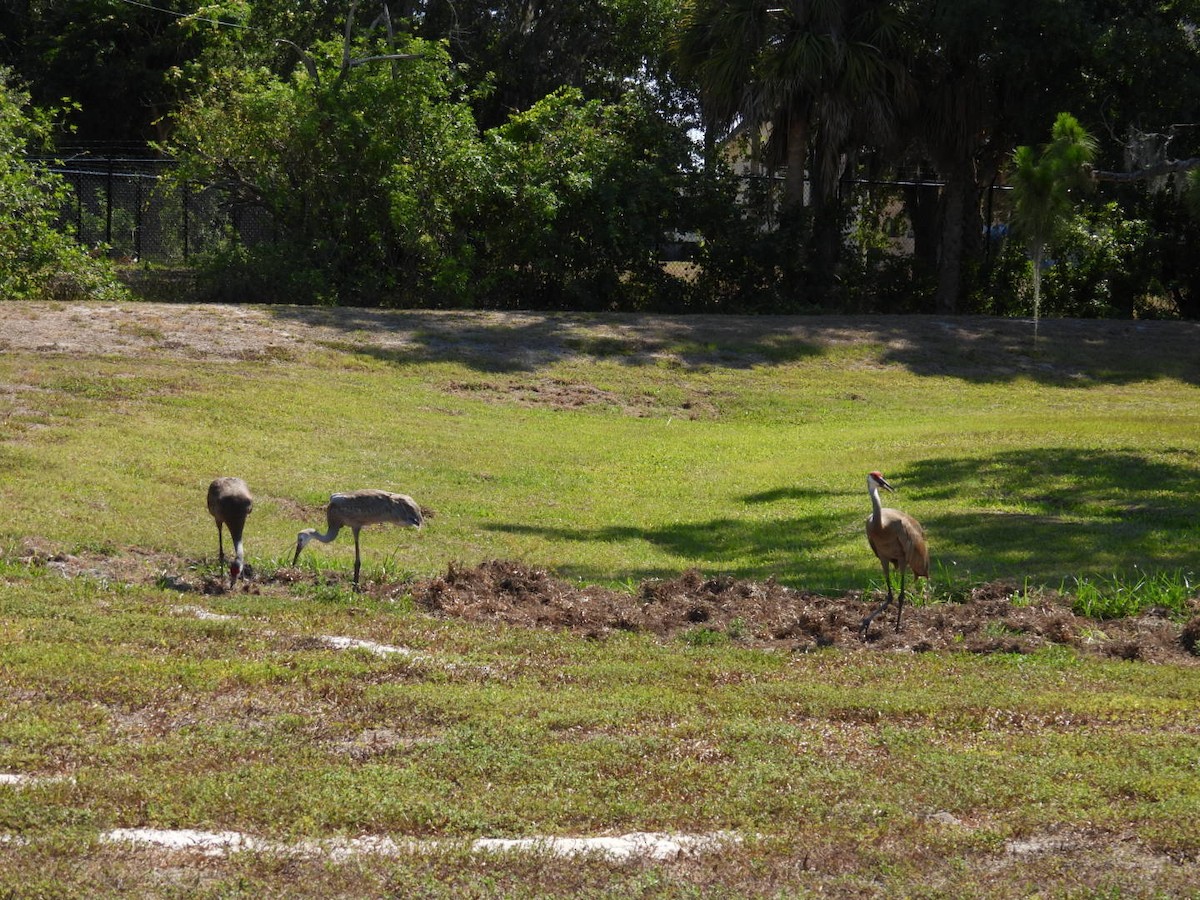 Grulla Canadiense - ML619856691