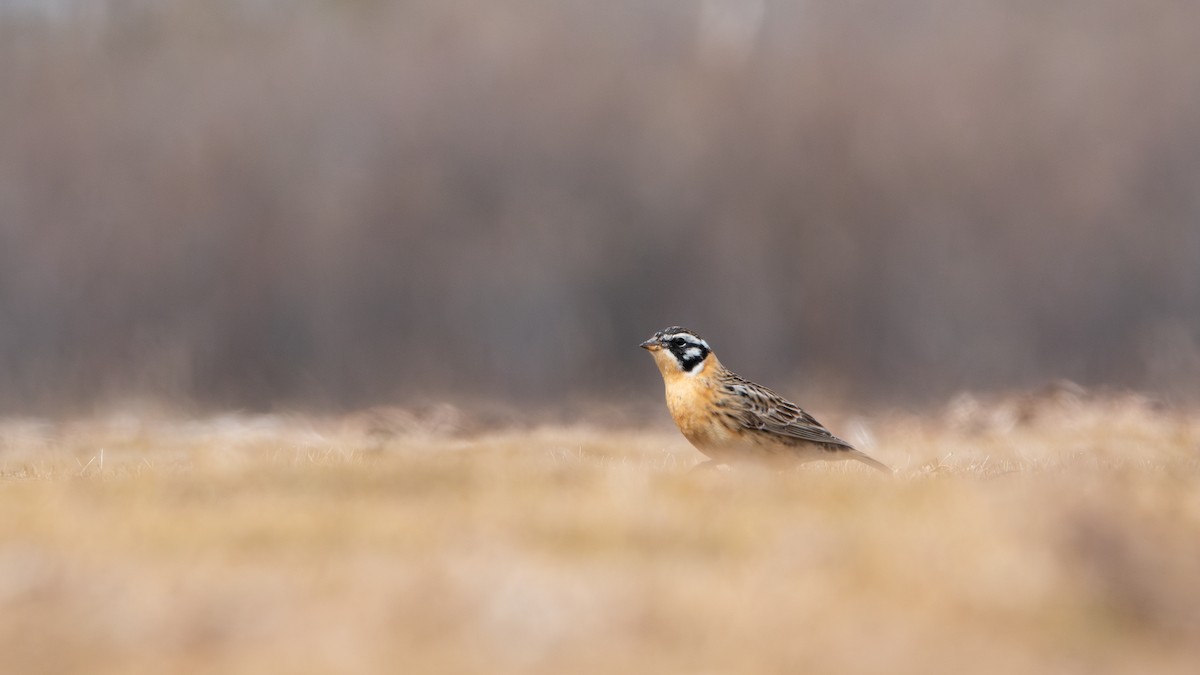 Smith's Longspur - Faye Manning