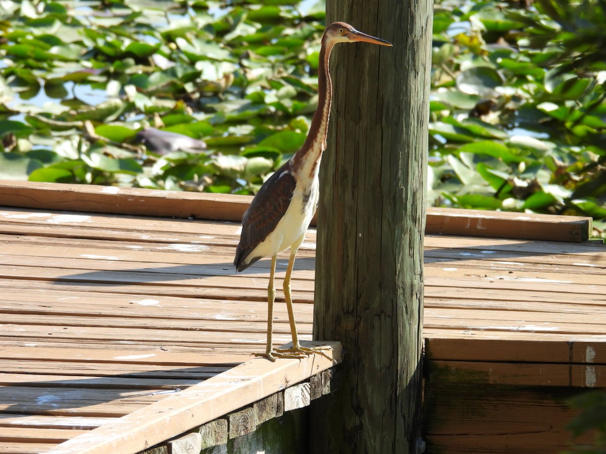 Tricolored Heron - ML619856717