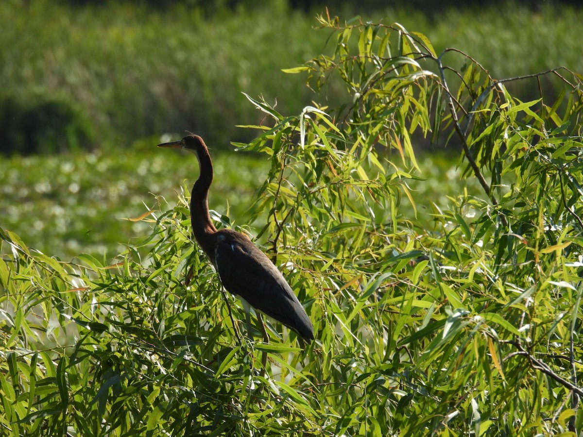 Tricolored Heron - ML619856718