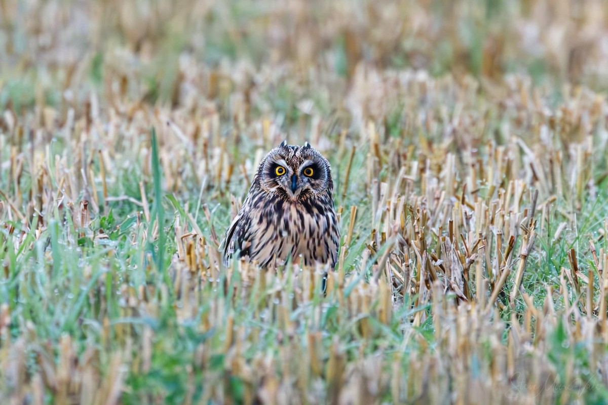 Short-eared Owl - ML619856721
