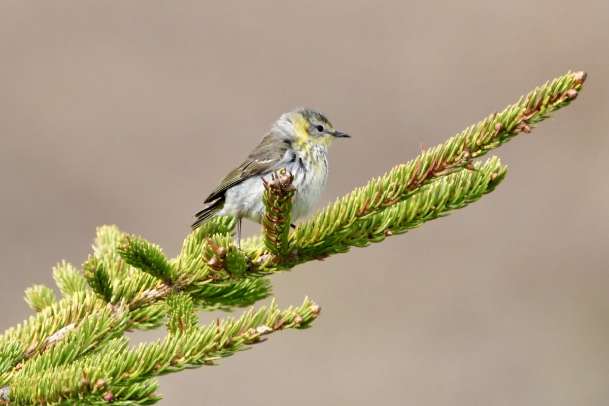 Cape May Warbler - ML619856722