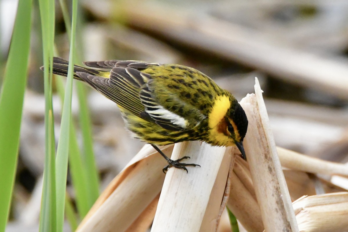 Cape May Warbler - ML619856723