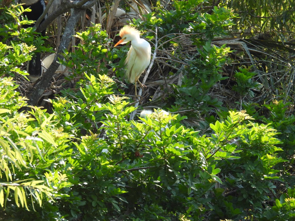 Western Cattle Egret - ML619856748