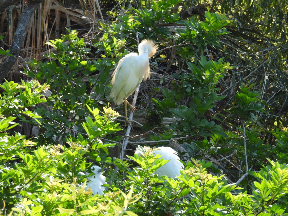 Western Cattle Egret - ML619856749