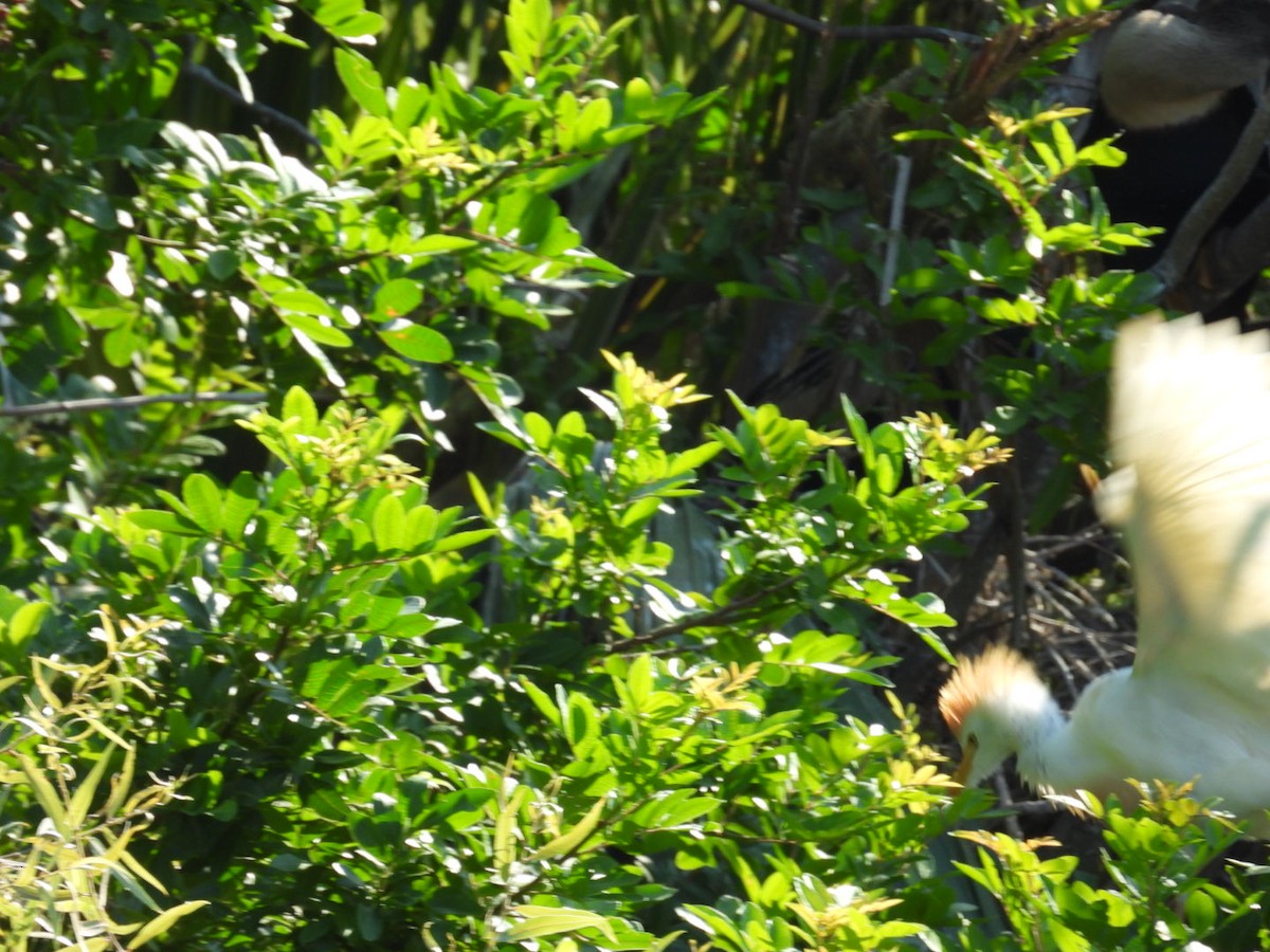 Western Cattle Egret - ML619856750