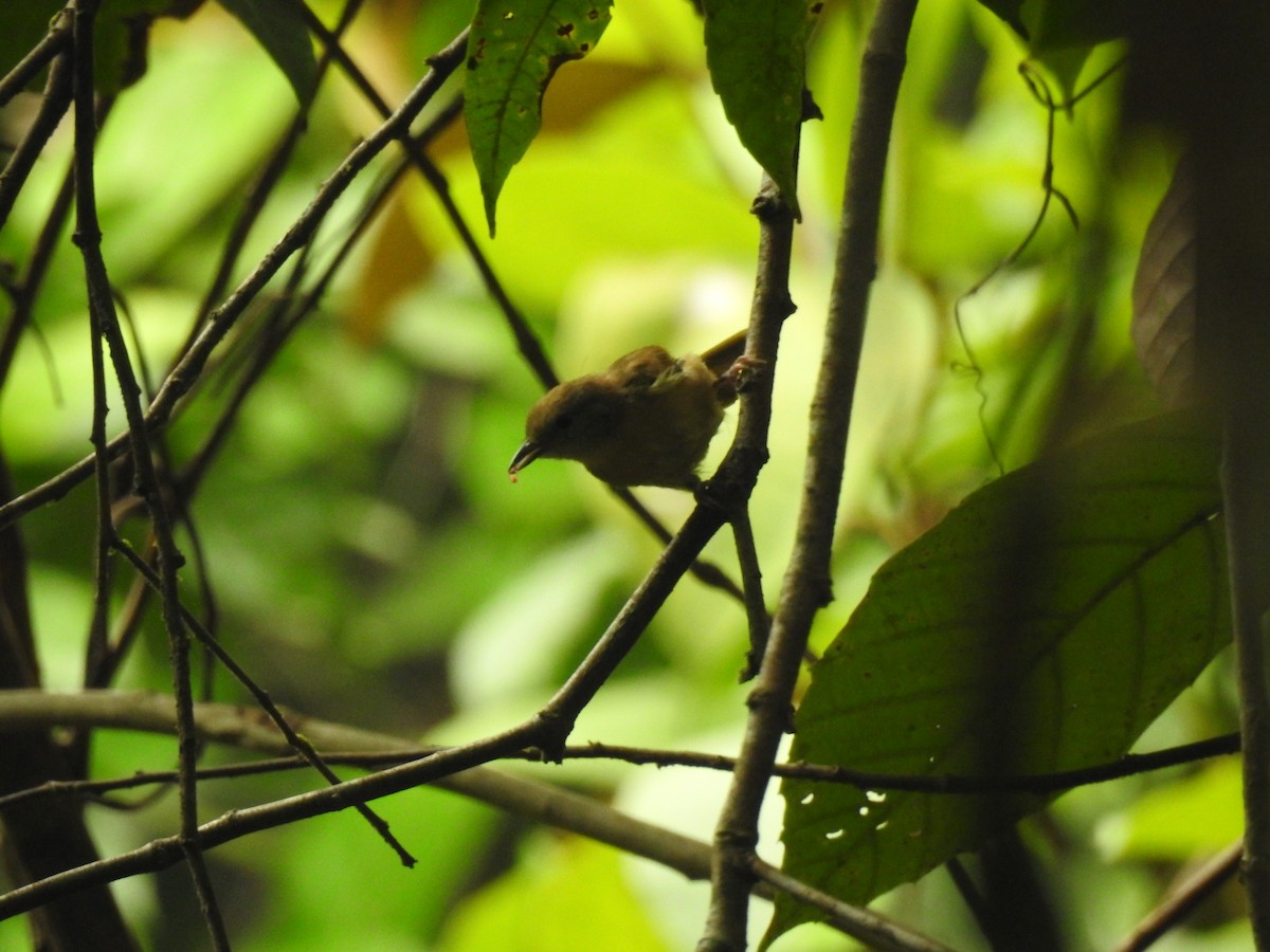 Tawny-crowned Greenlet - ML619856755